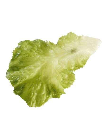 Imitación de hoja de lechuga para fruterías y la decoración de escaparates de tiendas o comercios