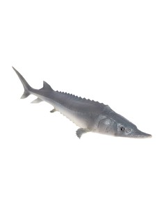 Imitación de esturión pez para pescaderías y la decoración de escaparates de tiendas o comercios
