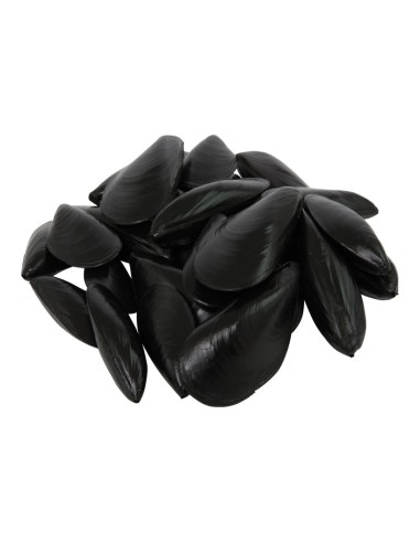 Imitación de mejillones para pescaderías y la decoración de escaparates de tiendas o comercios