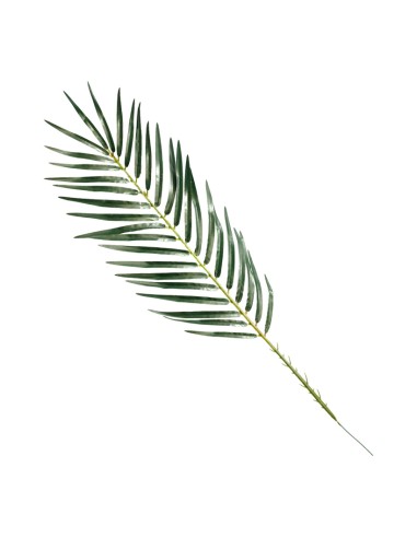 Hoja de palma fénix para la decoración de verano en escaparates de tiendas o comercios