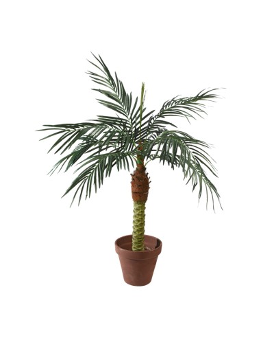 Palma fénix en maceta para la decoración de verano en escaparates de tiendas o comercios