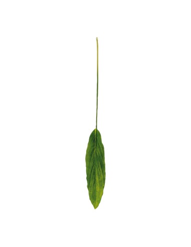 Hoja de dracaena para la decoración de verano en escaparates de tiendas o comercios