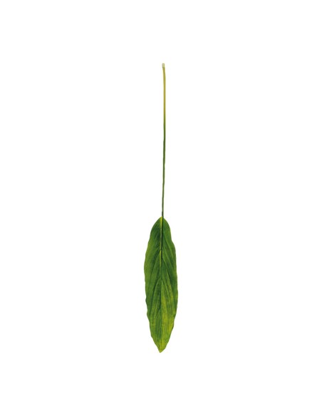 Hoja de dracaena para la decoración de verano en escaparates de tiendas o comercios