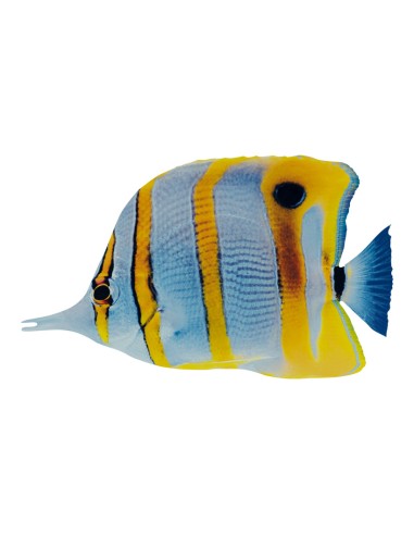 Pez tropical para la decoración de verano en escaparates de tiendas o comercios