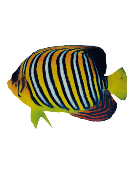 Pez tropical para la decoración de verano en escaparates de tiendas o comercios