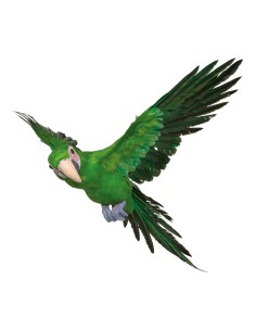 Loro volando para la decoración de verano en escaparates de tiendas o comercios