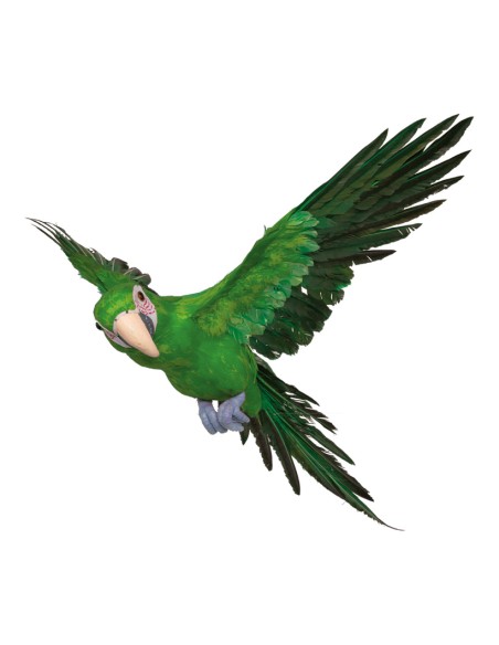 Loro volando para la decoración de verano en escaparates de tiendas o comercios