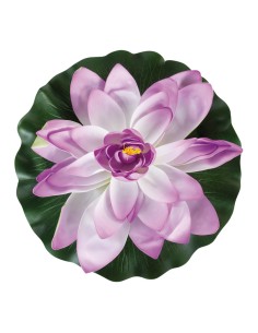 Lirio de agua floreciendo para la decoración de verano en escaparates de tiendas o comercios