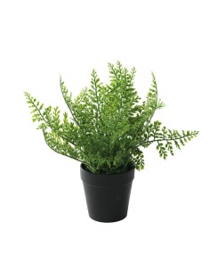 Apio en maceta para la decoración de verano en escaparates de tiendas o comercios