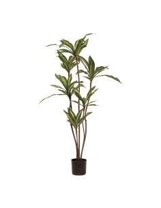 Árbol de dracaena para la decoración de verano en escaparates de tiendas o comercios