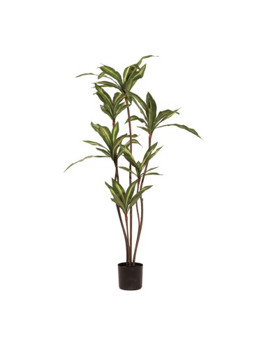 Árbol de dracaena para la decoración de verano en escaparates de tiendas o comercios