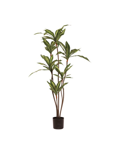 Árbol de dracaena para la decoración de verano en escaparates de tiendas o comercios