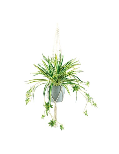 Planta araña para la decoración de verano en escaparates de tiendas o comercios