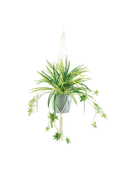 Planta araña para la decoración de verano en escaparates de tiendas o comercios