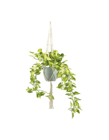 Hiedra para la decoración de verano en escaparates de tiendas o comercios