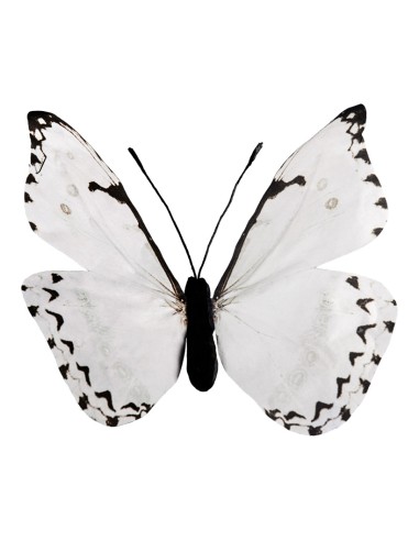 Mariposa para la decoración de verano en escaparates de tiendas o comercios