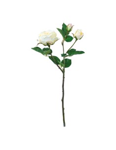 Rosa para la decoración en del día de los enamorados