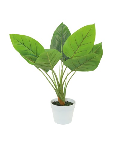 Planta de áureo para la decoración de verano en escaparates de tiendas o comercios
