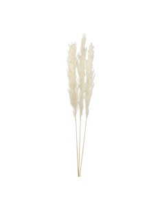 Manojo de hierba de pampa para la decoración de verano en escaparates de tiendas o comercios