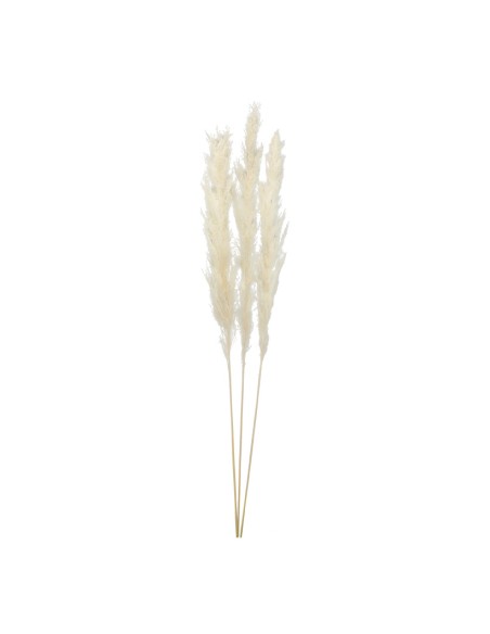 Manojo de hierba de pampa para la decoración de verano en escaparates de tiendas o comercios