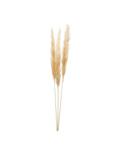 Manojo de hierba de pampa para la decoración de verano en escaparates de tiendas o comercios