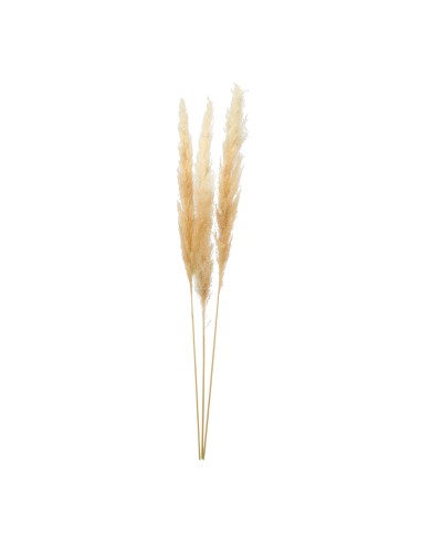 Manojo de hierba de pampa para la decoración de verano en escaparates de tiendas o comercios
