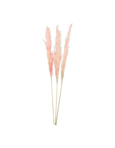 Manojo de hierba de pampa para la decoración de verano en escaparates de tiendas o comercios
