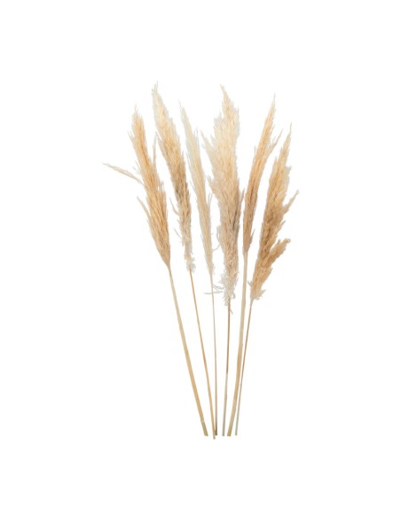 Manojo de hierba de pampa para la decoración de verano en escaparates de tiendas o comercios