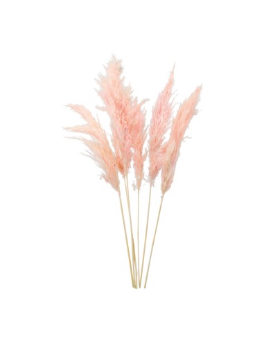 Manojo de hierba de pampa para la decoración de verano en escaparates de tiendas o comercios