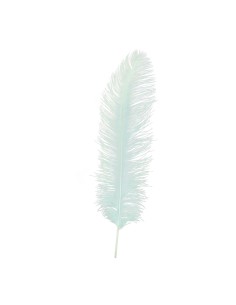 Pluma de avestruz para la decoración de verano en escaparates de tiendas o comercios