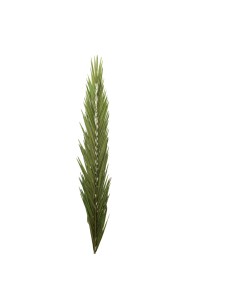 Hoja de palma para la decoración de verano en escaparates de tiendas o comercios