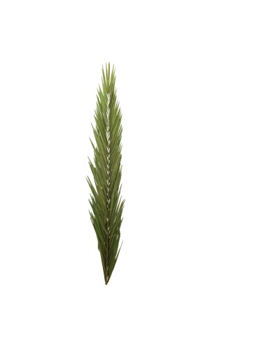 Hoja de palma para la decoración de verano en escaparates de tiendas o comercios