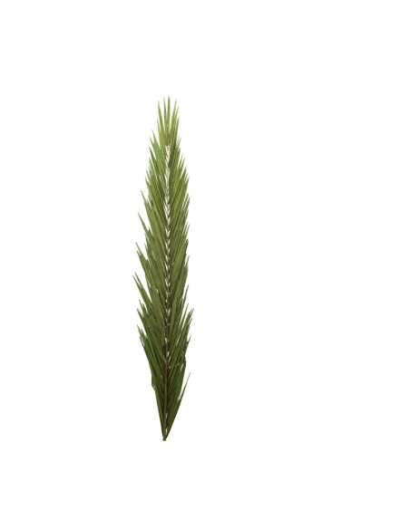 Hoja de palma para la decoración de verano en escaparates de tiendas o comercios