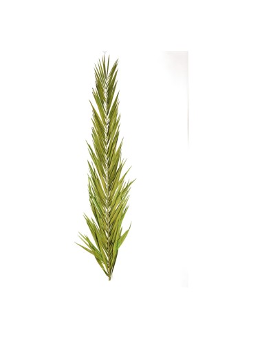 Hoja de palma para la decoración de verano en escaparates de tiendas o comercios