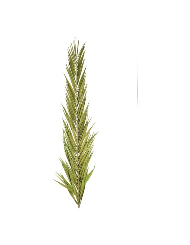 Hoja de palma para la decoración de verano en escaparates de tiendas o comercios