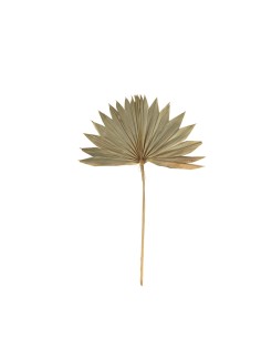 Hoja de palmera washingtonia para la decoración de verano en escaparates de tiendas o comercios