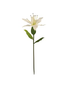 Lirio con tallo para la decoración en del día de los enamorados