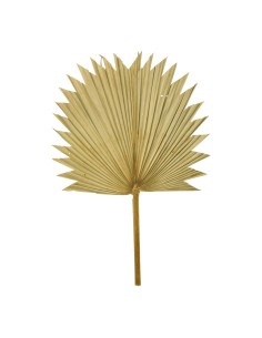 Hoja de palma para la decoración de verano en escaparates de tiendas o comercios