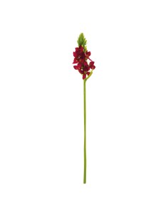 Ornithogalum para la decoración de verano en escaparates de tiendas o comercios