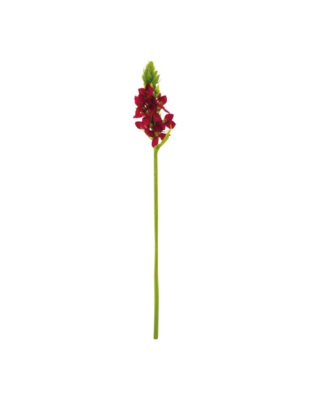 Ornithogalum para la decoración de verano en escaparates de tiendas o comercios