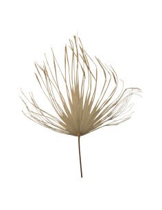 Hoja de palma para la decoración de verano en escaparates de tiendas o comercios