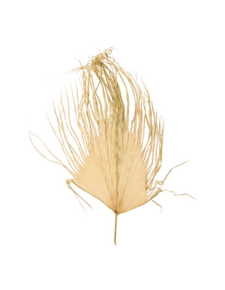 Hoja de palma para la decoración de verano en escaparates de tiendas o comercios