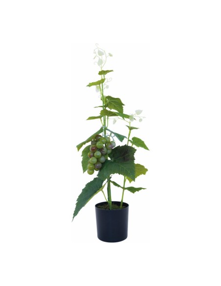 Planta de uva en maceta para la decoración de verano en escaparates de tiendas o comercios