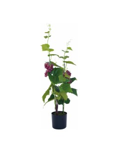 Planta de uva en maceta para la decoración de verano en escaparates de tiendas o comercios