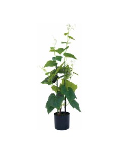 Planta de uva en maceta para la decoración de verano en escaparates de tiendas o comercios