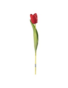 Tulipán en tallo para la decoración de verano en escaparates de tiendas o comercios