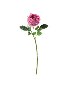 Rosa para la decoración en del día de los enamorados