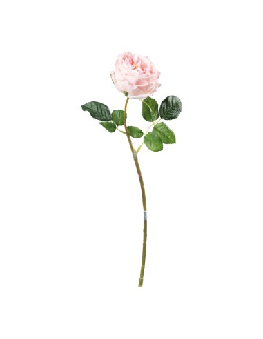 Rosa para la decoración en del día de los enamorados