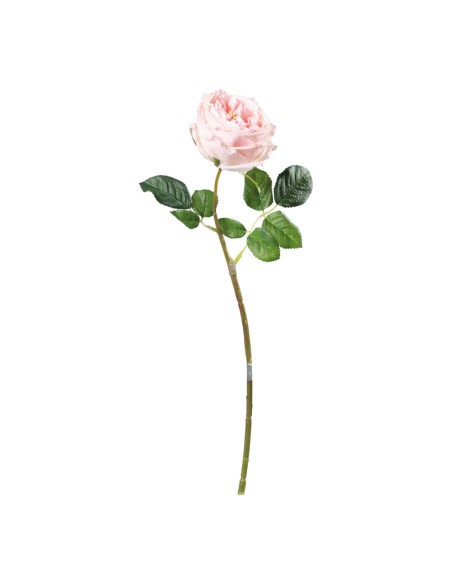 Rosa para la decoración en del día de los enamorados