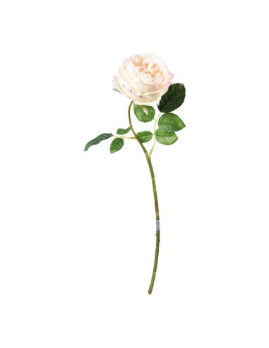 Rosa para la decoración en del día de los enamorados